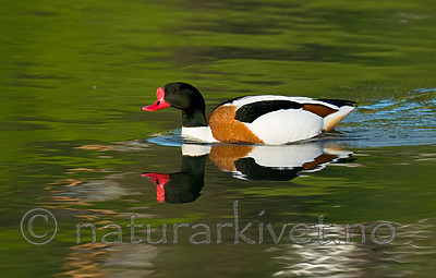 BB 11 0425 / Tadorna tadorna / Gravand